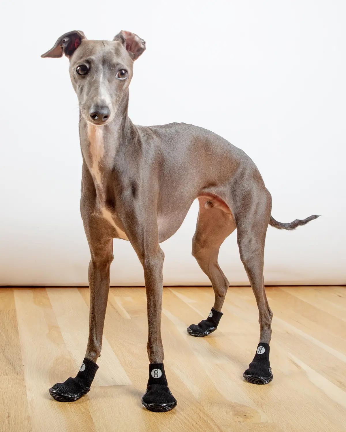All Season & All Terrain Stretch And Go Dog Boots In Black (Clearance) 1