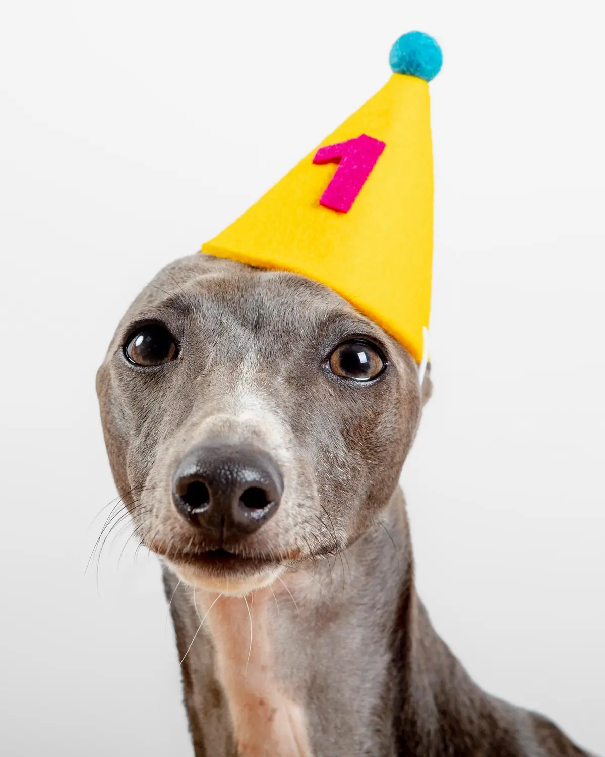 Numbered Pawty Hat (Made In The Usa) 1