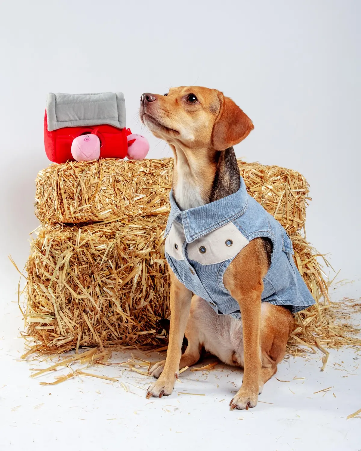 Maverick Denim Dog Shirt (Final Sale) 7