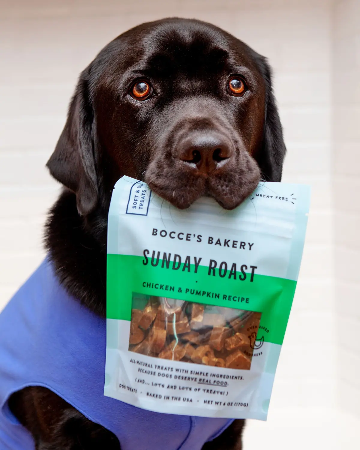 Sunday Roast Chicken & Pumpkin Soft & Chewy Dog Treats 2