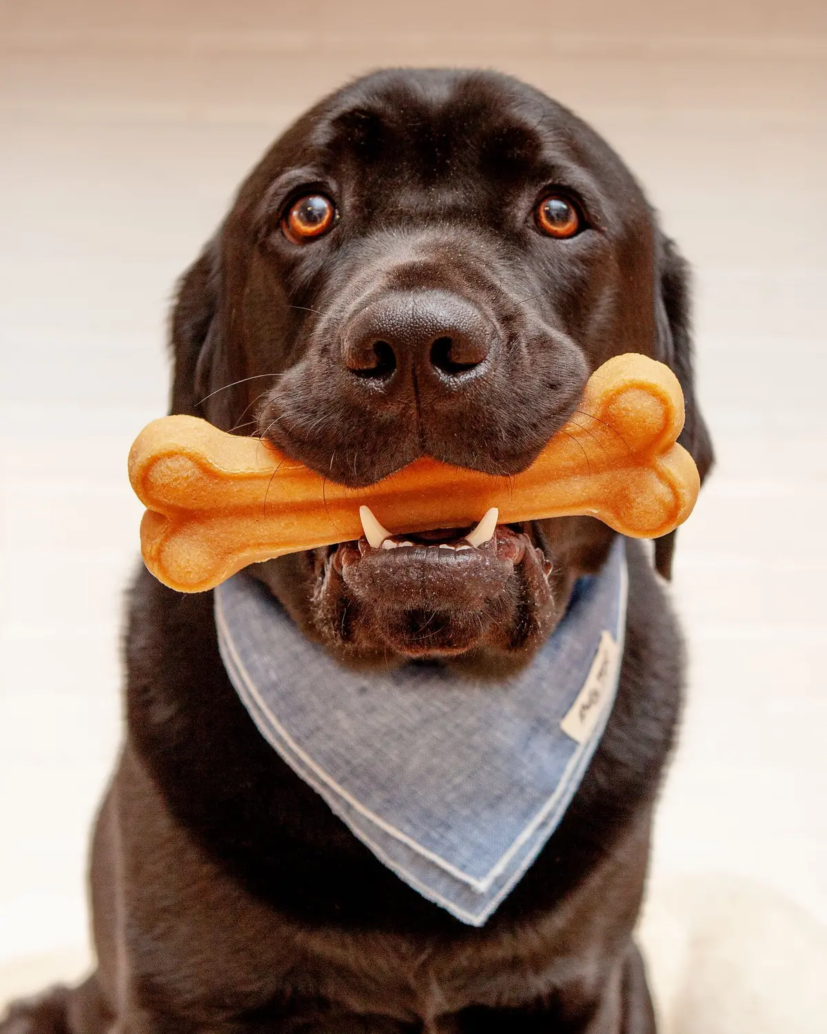Himalayan Dog Chew Bone 1