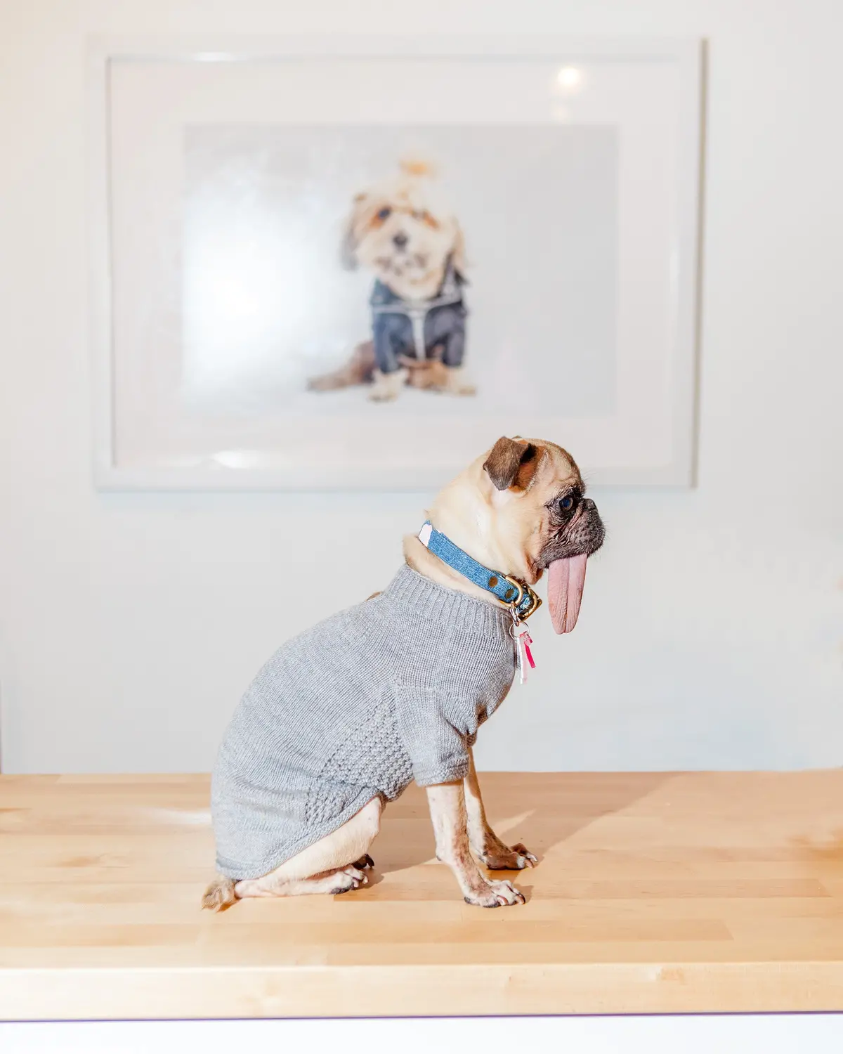The Mabel Dog Sweater In Grey (Made In The Usa) > 4