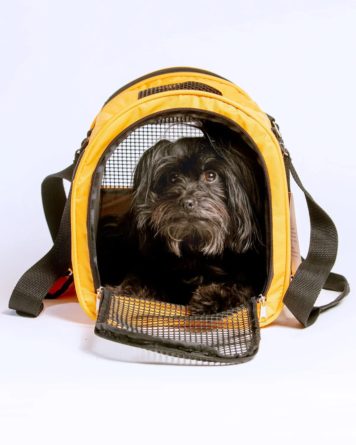 Jet Carrier Pet Carrier In Tangerine (Airline Approved) 1