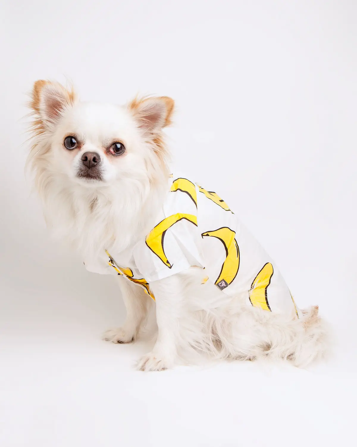 Banana Button Down Dog Shirt (Final Sale) 1