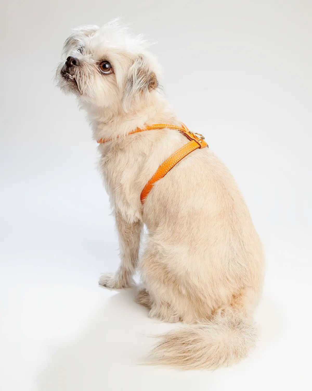 Italian Leather Harness In Orange 2