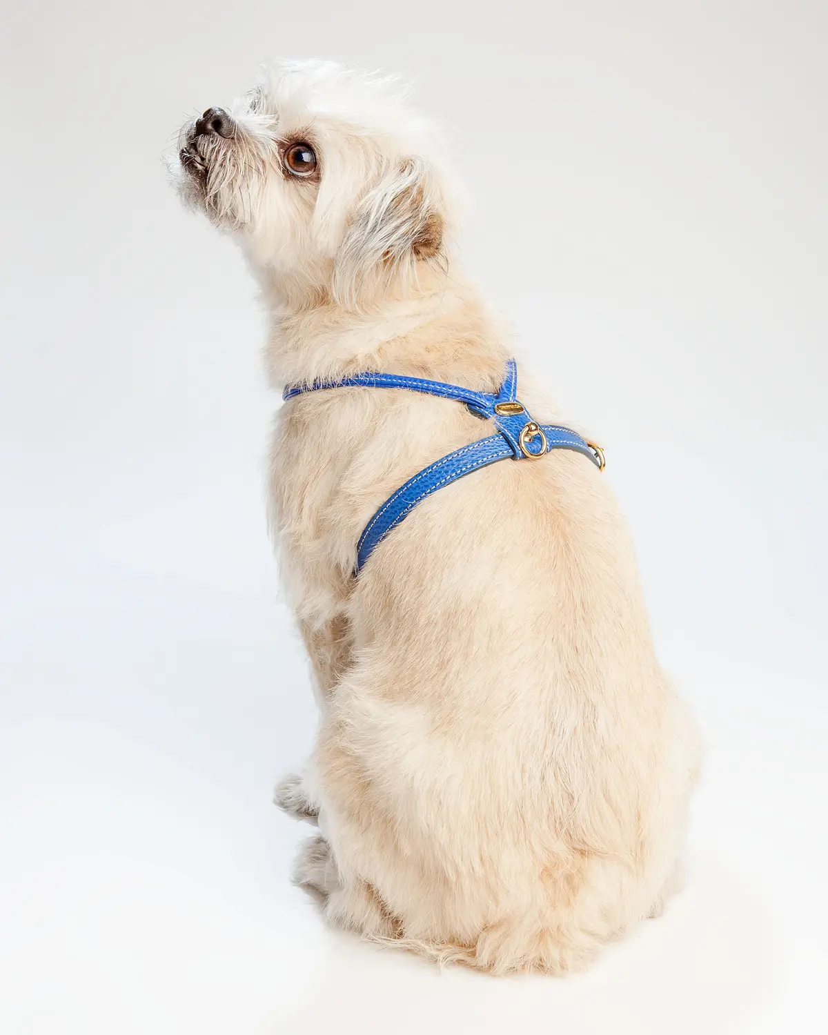 Italian Leather Harness In Blue > 2