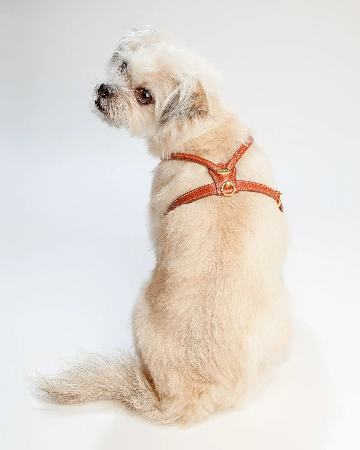 Italian Leather Dog Harness In Luggage Brown 1