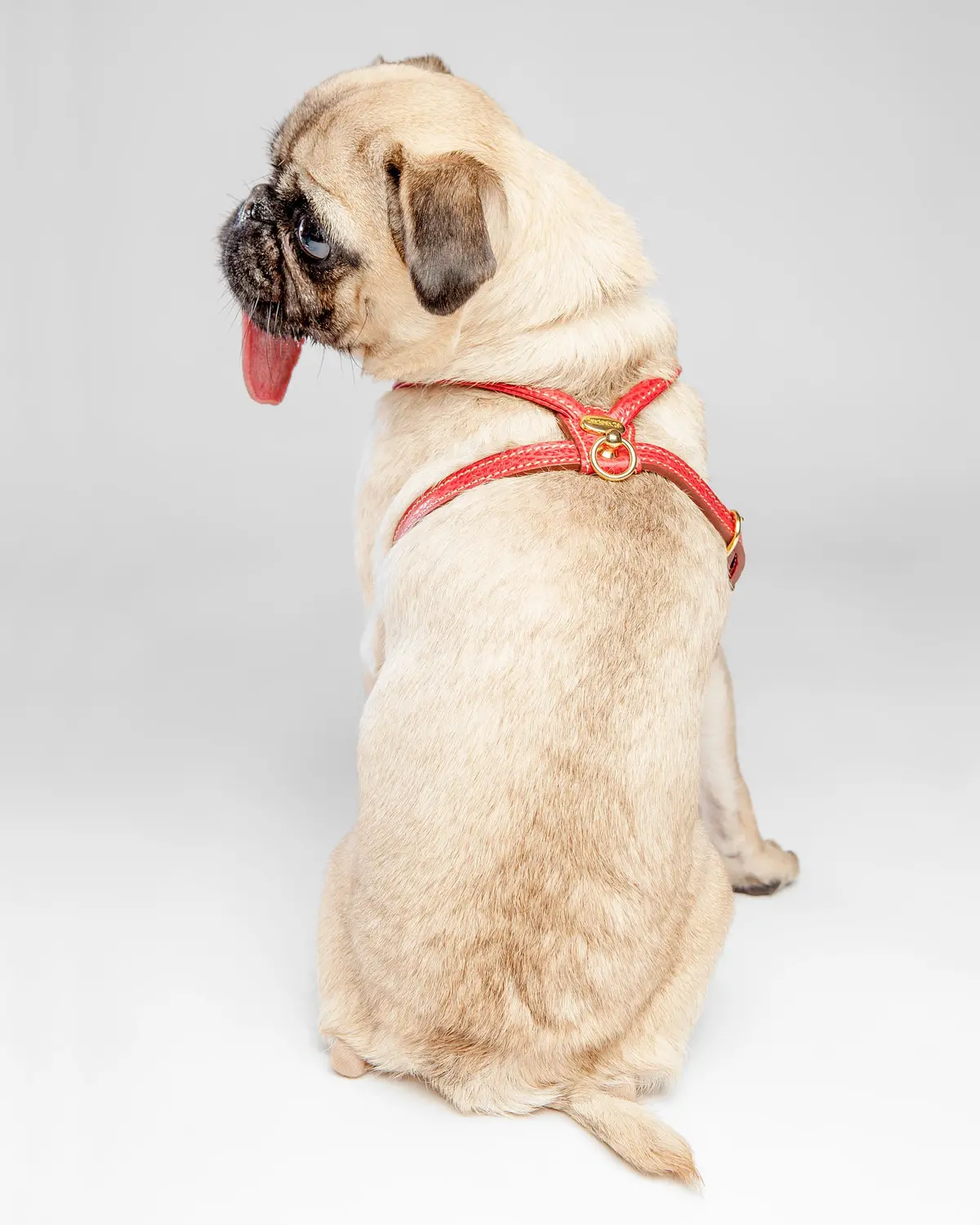Italian Leather Harness In Red (Final Sale) 2