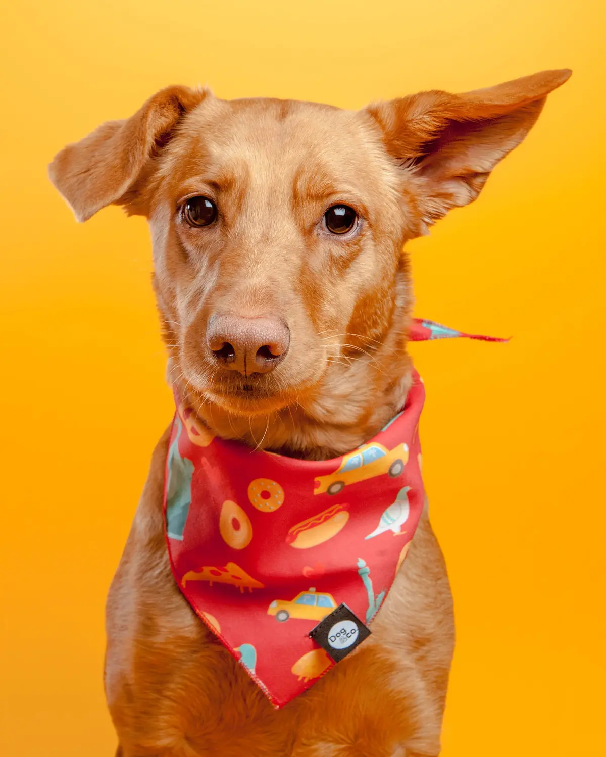 Nutty For New York Dog Bandana 1