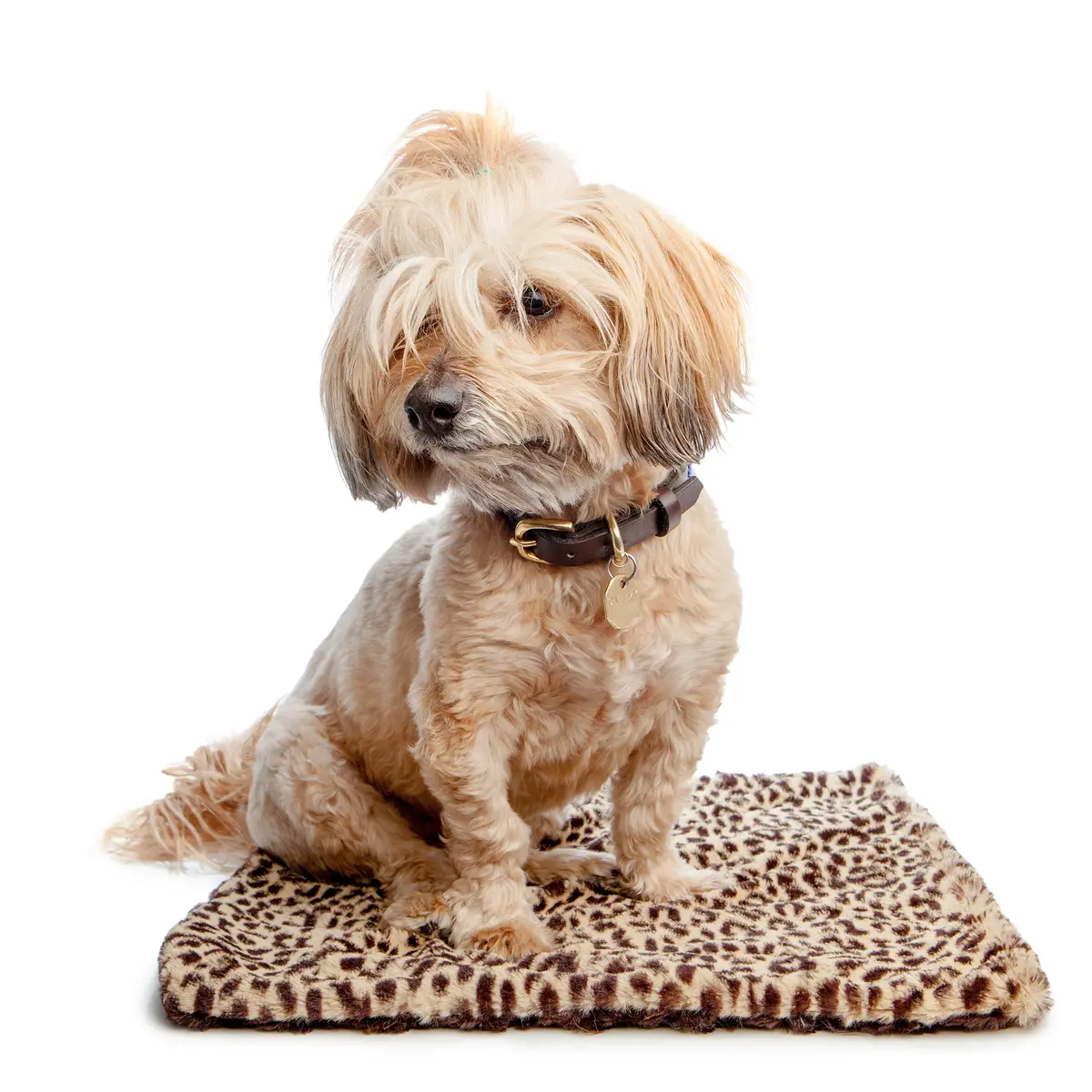 The Dog Squad | Cheetah Blanket 1