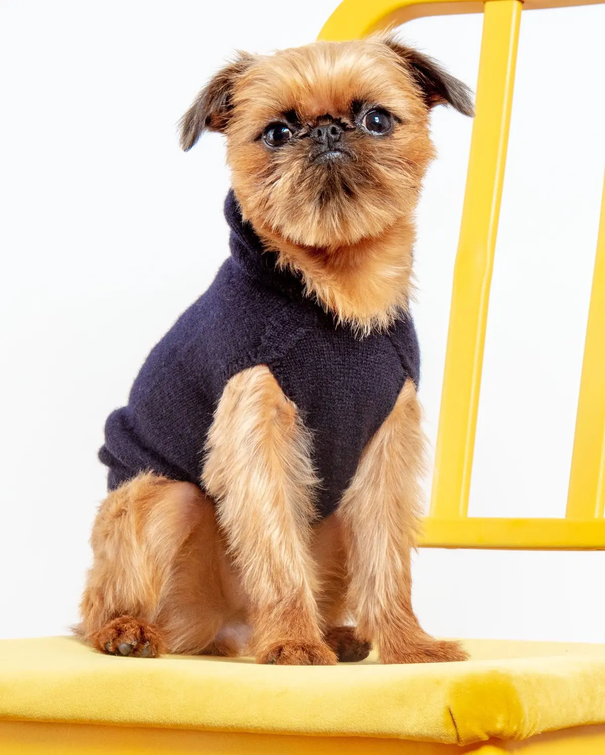 The Marmalady Cashmere Dog Hoodie In Midnight (Made In Nyc) (Final Sale) 1