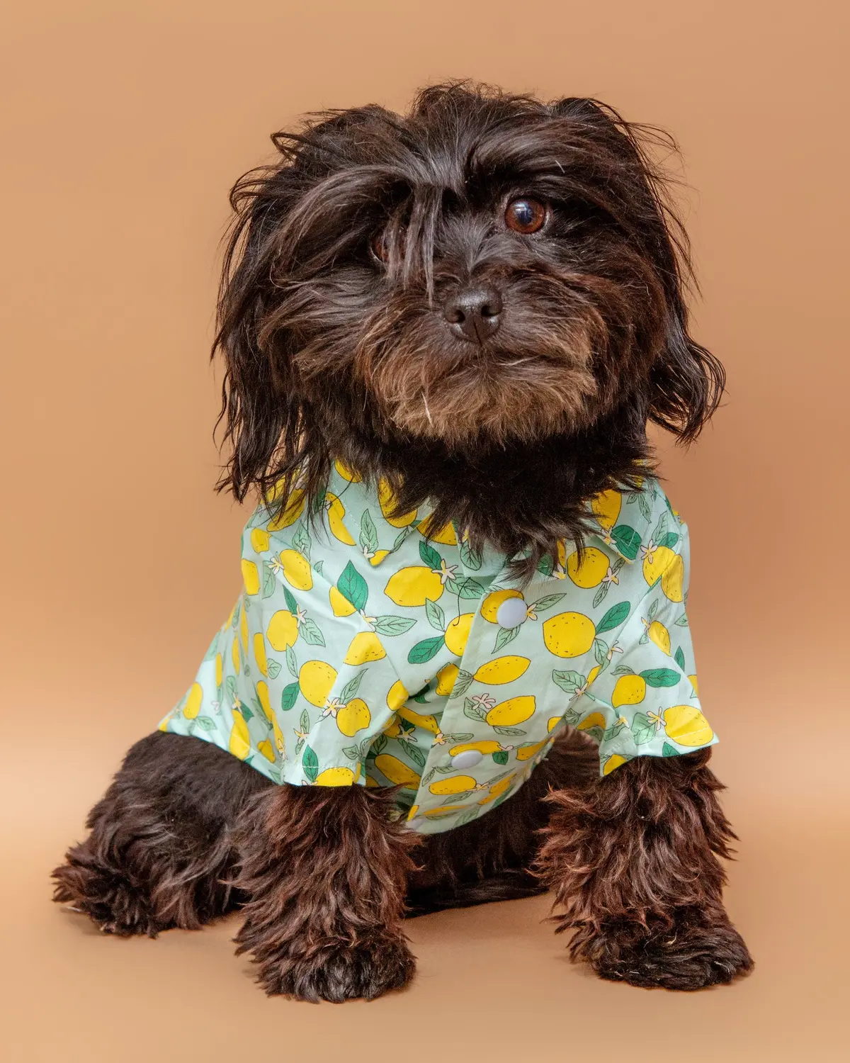 Blue Lemon Button Down Shirt For Dogs << Final Sale >> 1