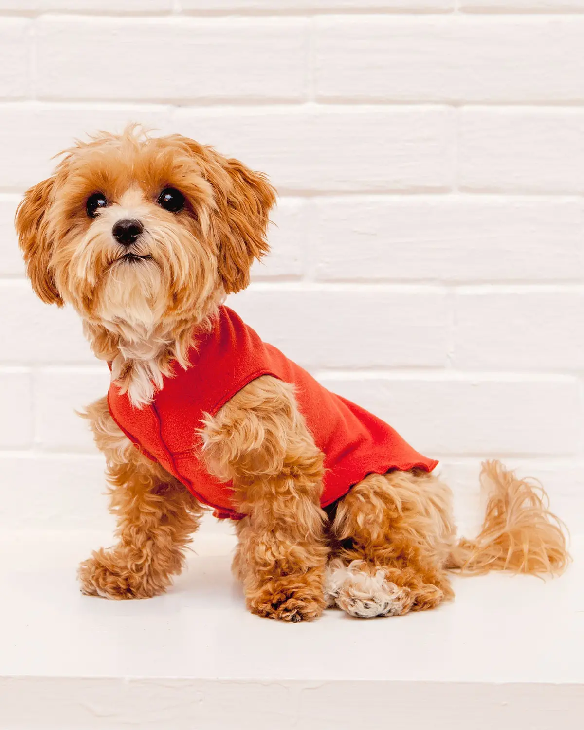 Pullover Stretch Dog Fleece In Paprika 1