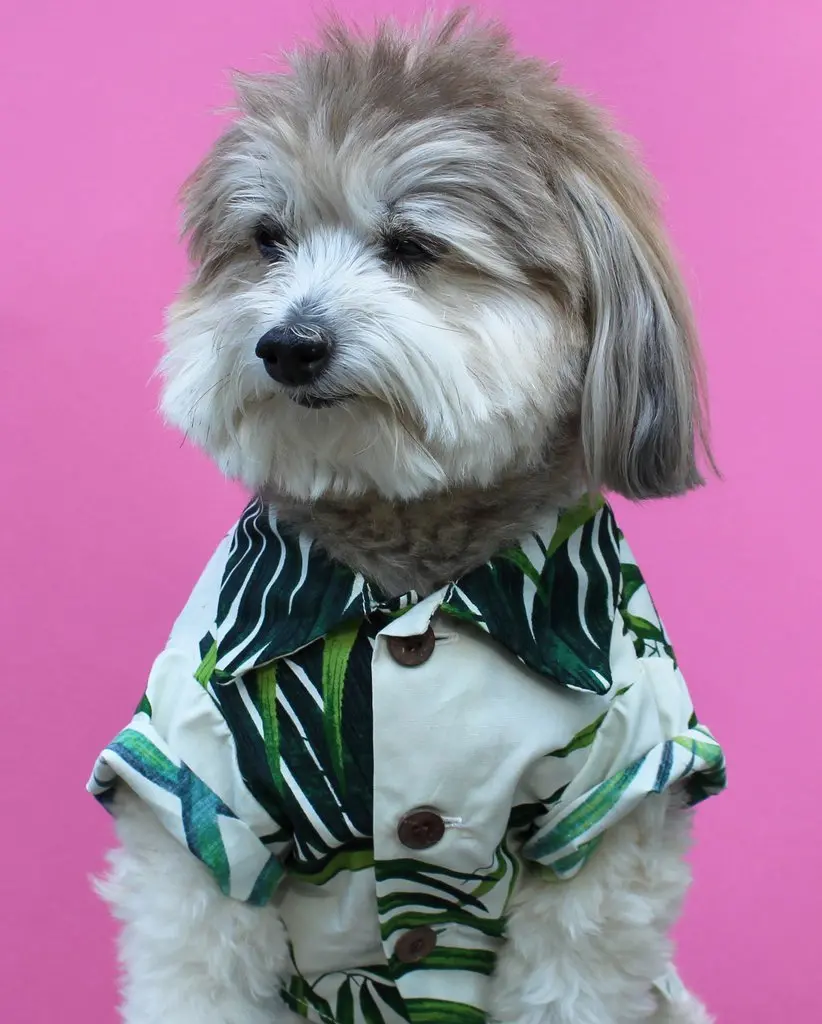 Dog Threads | Havana Palms Bbq Shirt 4