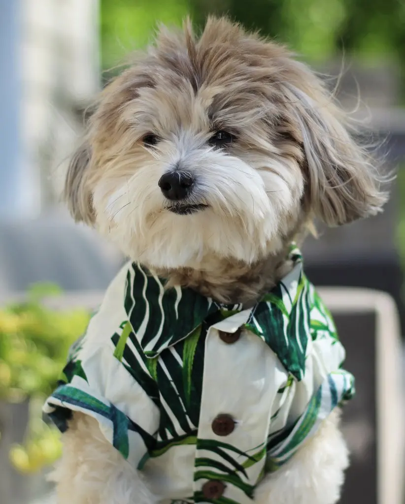 Dog Threads | Havana Palms Bbq Shirt 3