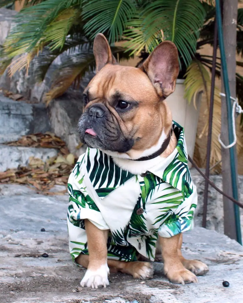 Dog Threads | Havana Palms Bbq Shirt 5