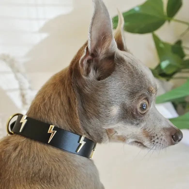 Lightning Bolt Dog Collar 1