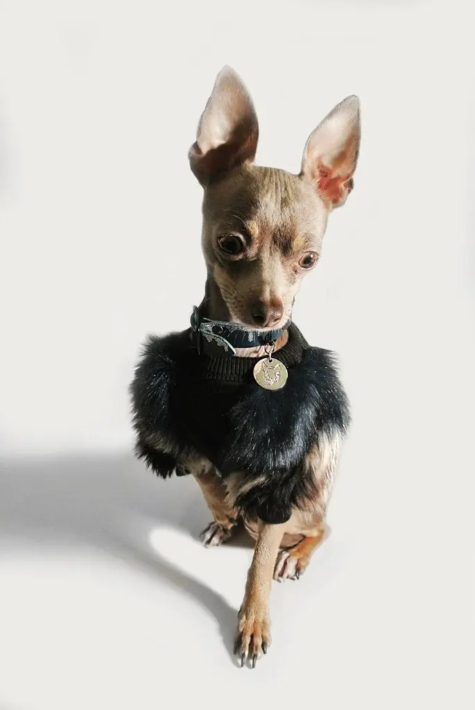 Eye Of Dog | Fluffy Pullover 1