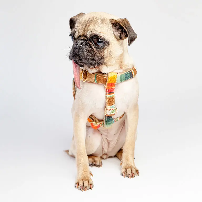 Finnegan's Standard Goods | Sunset Harness 1