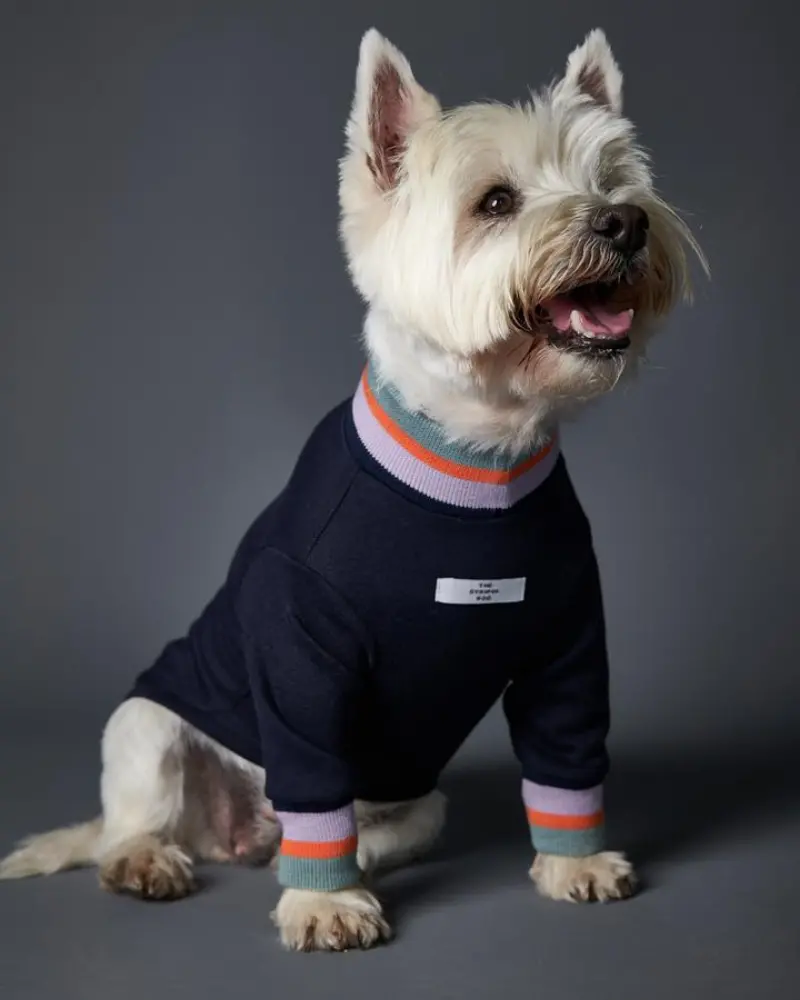 Lakewood Navy Pullover Dog Sweater With Striped Neckline & Cuffs (Clearance) 1