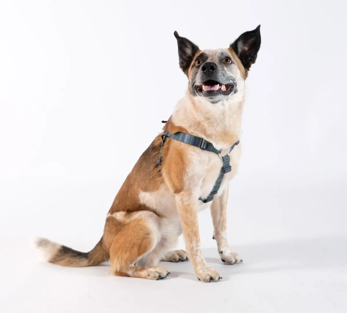 Gold Paw | Step In Harness In Riverbed 1