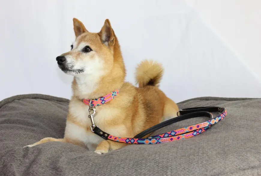 Heka Pet | Coral Woven Leather Leash 1