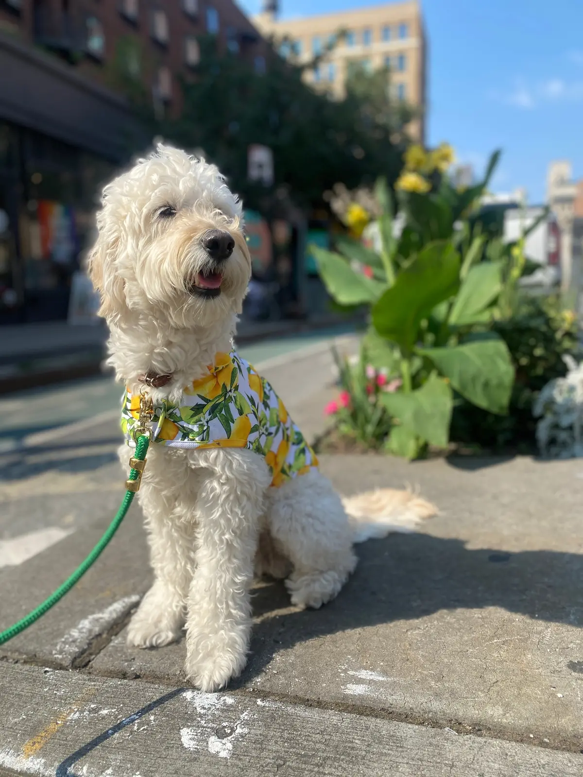 Lemon Dog Cooling Jacket (Final Sale) 1