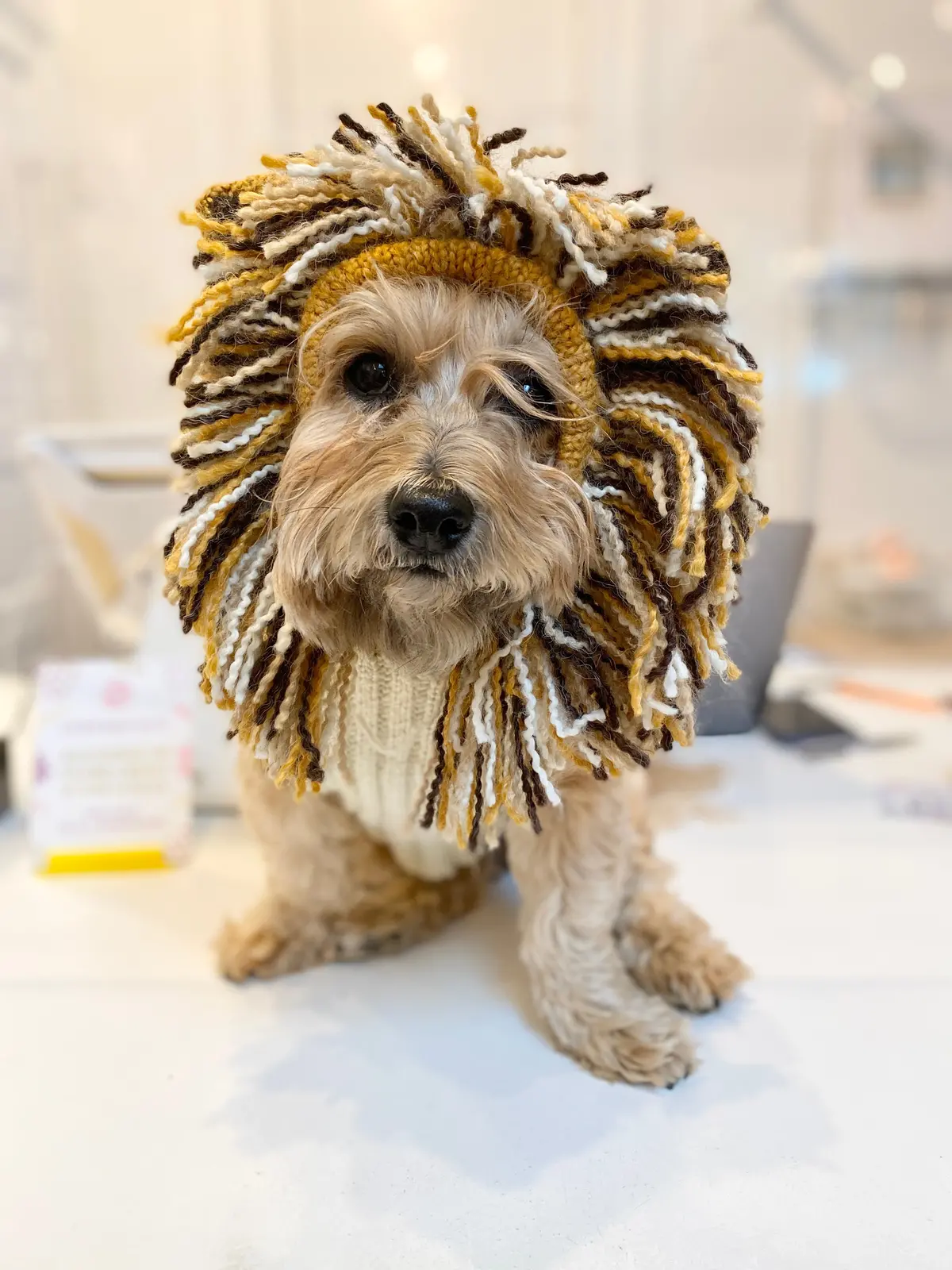 Lion Hand-Knit Dog Sweater (Dog & Co. Exclusive) (Final Sale) 1