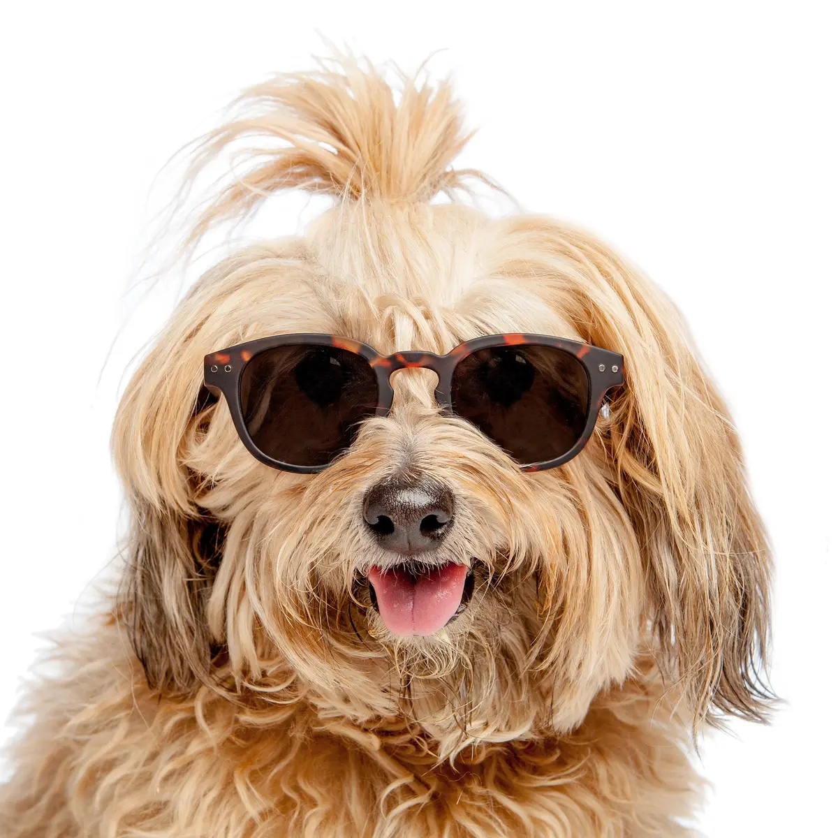 Izipizi | Sunglasses In Tortoise Soft Brown 1