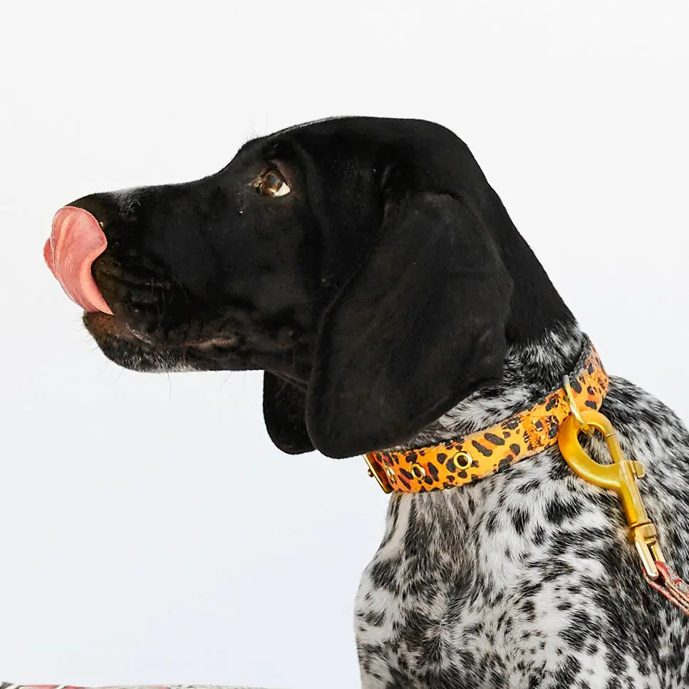 Tarzan Dog Collar 1
