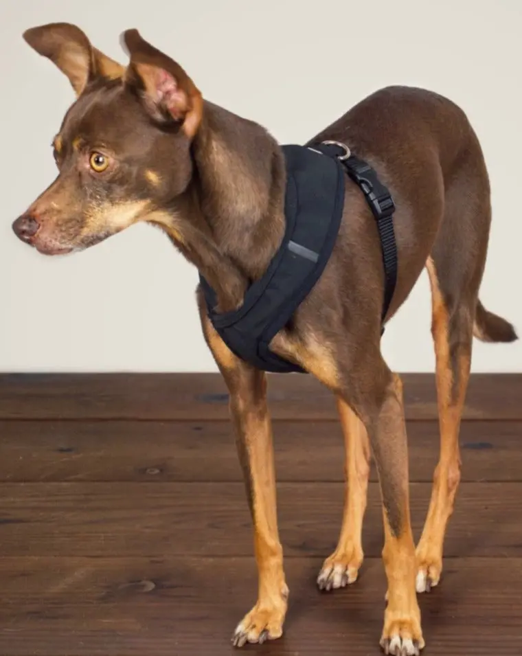 Laguna Dog Harness In Black 1