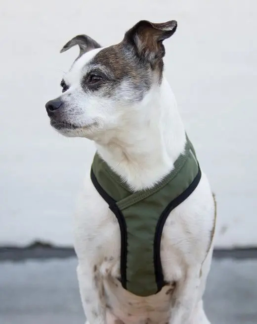 Laguna Dog Harness In Olive 1
