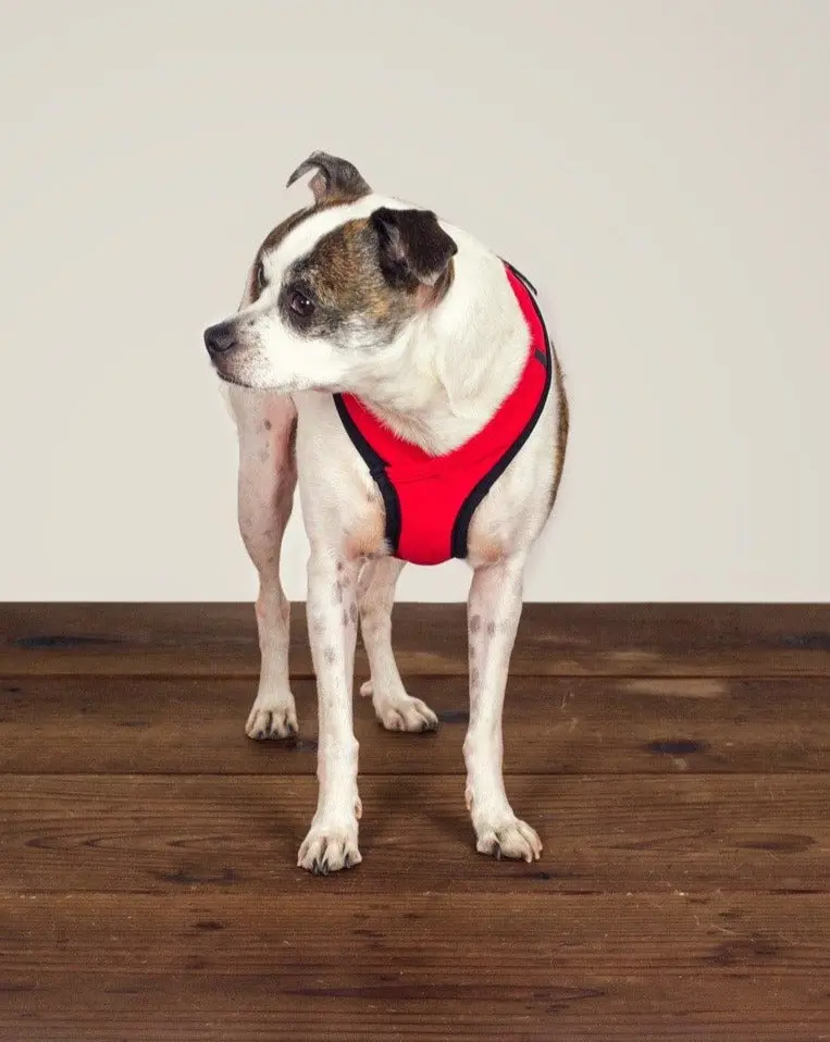 Laguna Dog Harness In Red 1
