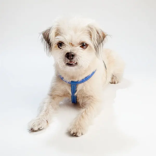 Italian Leather Harness In Blue > 3
