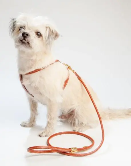 Italian Leather Dog Leash In Luggage Brown 1