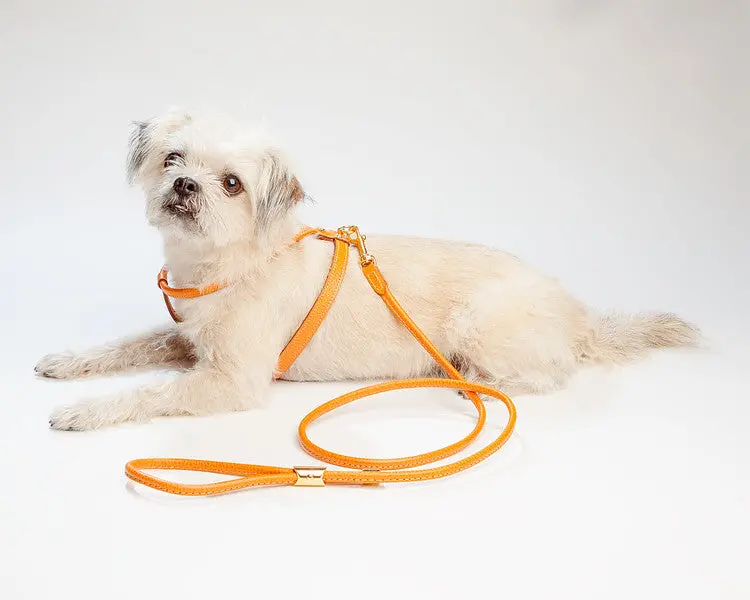 Italian Leather Harness In Orange 3