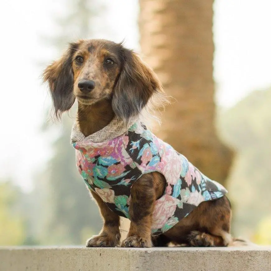 Long Dog Clothing | The Savannah Hoodie 1