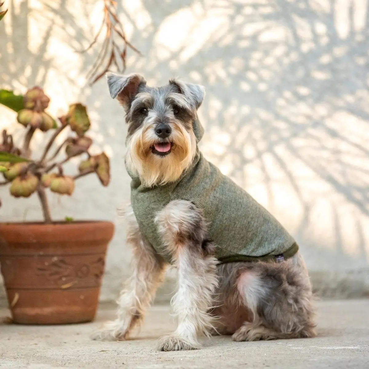 Long Dog Clothing | The Yosemite 1