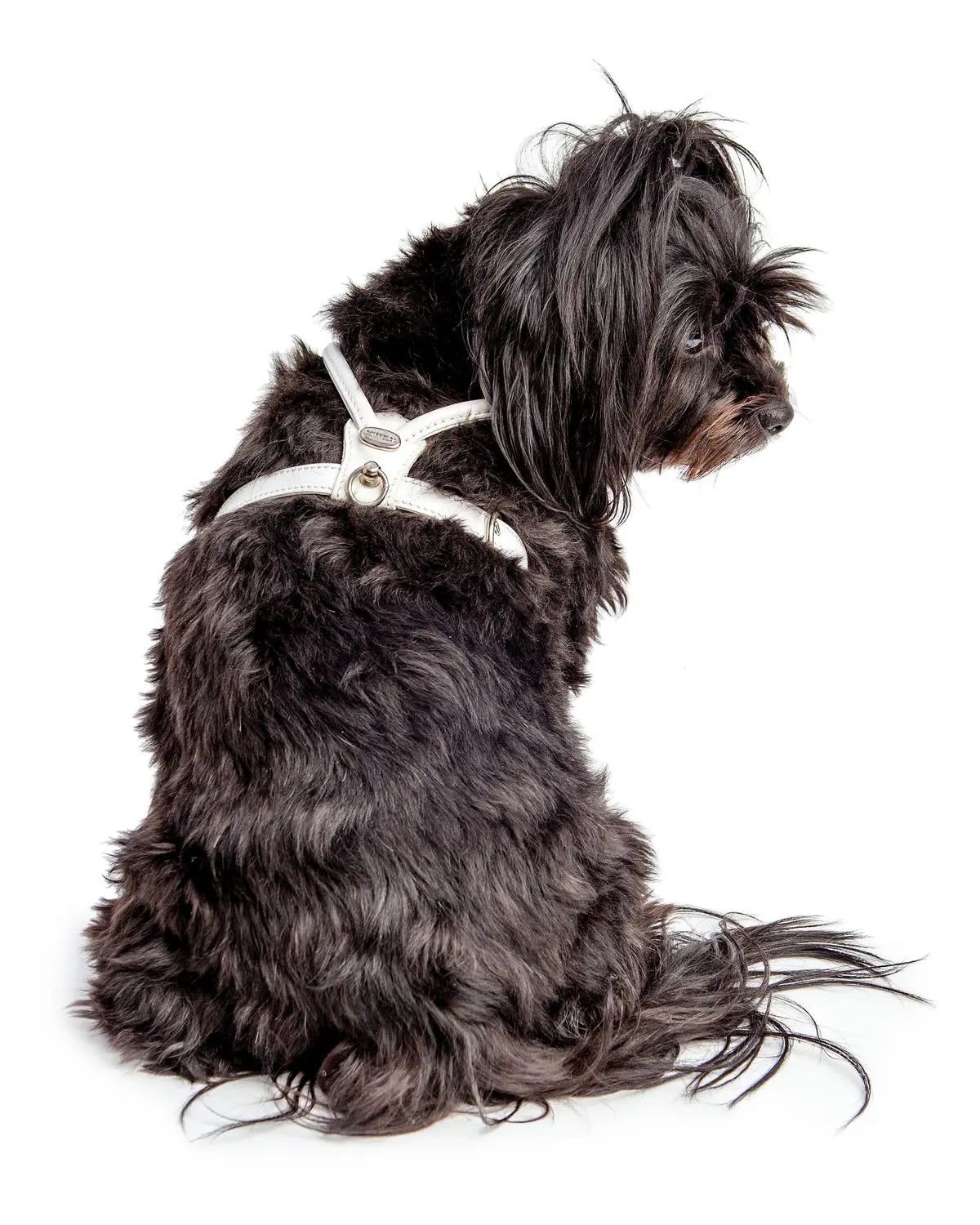 Italian Leather Dog Harness In Ultra White (Final Sale) 1