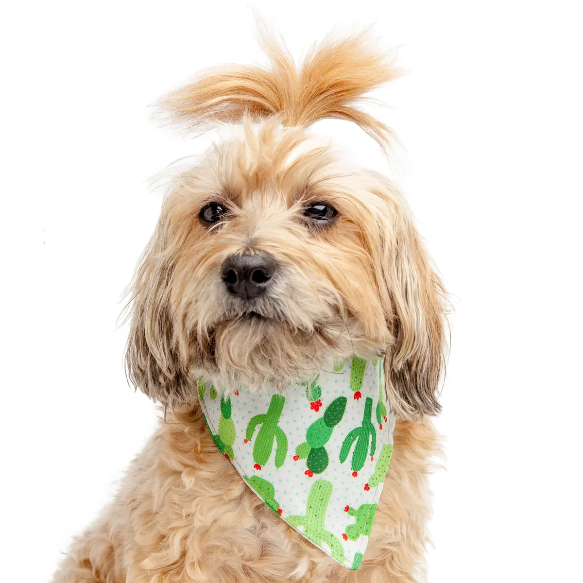 Trish Hampton | Cacti Bandana 1