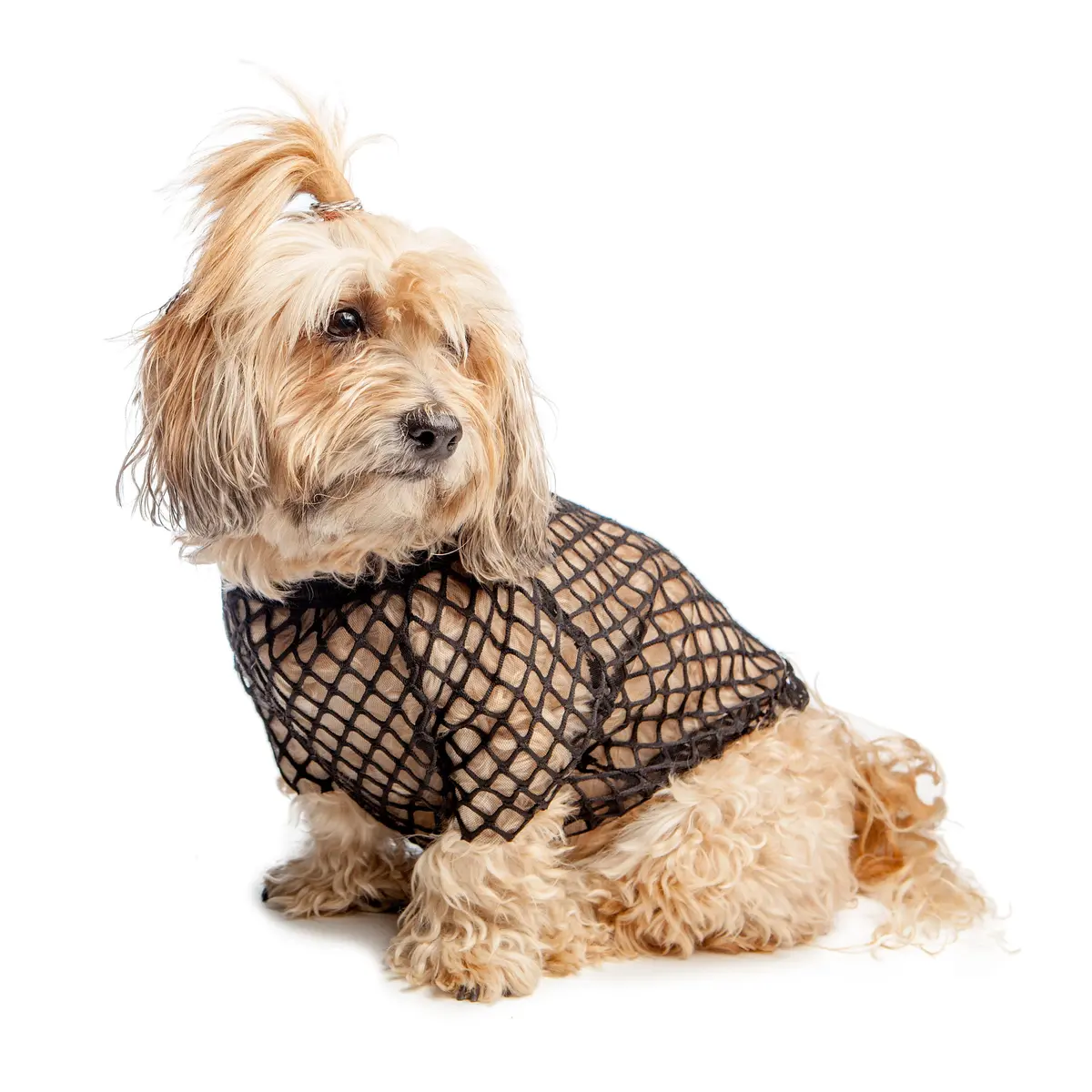 Eye Of Dog | Meshn Around Top In Black 1