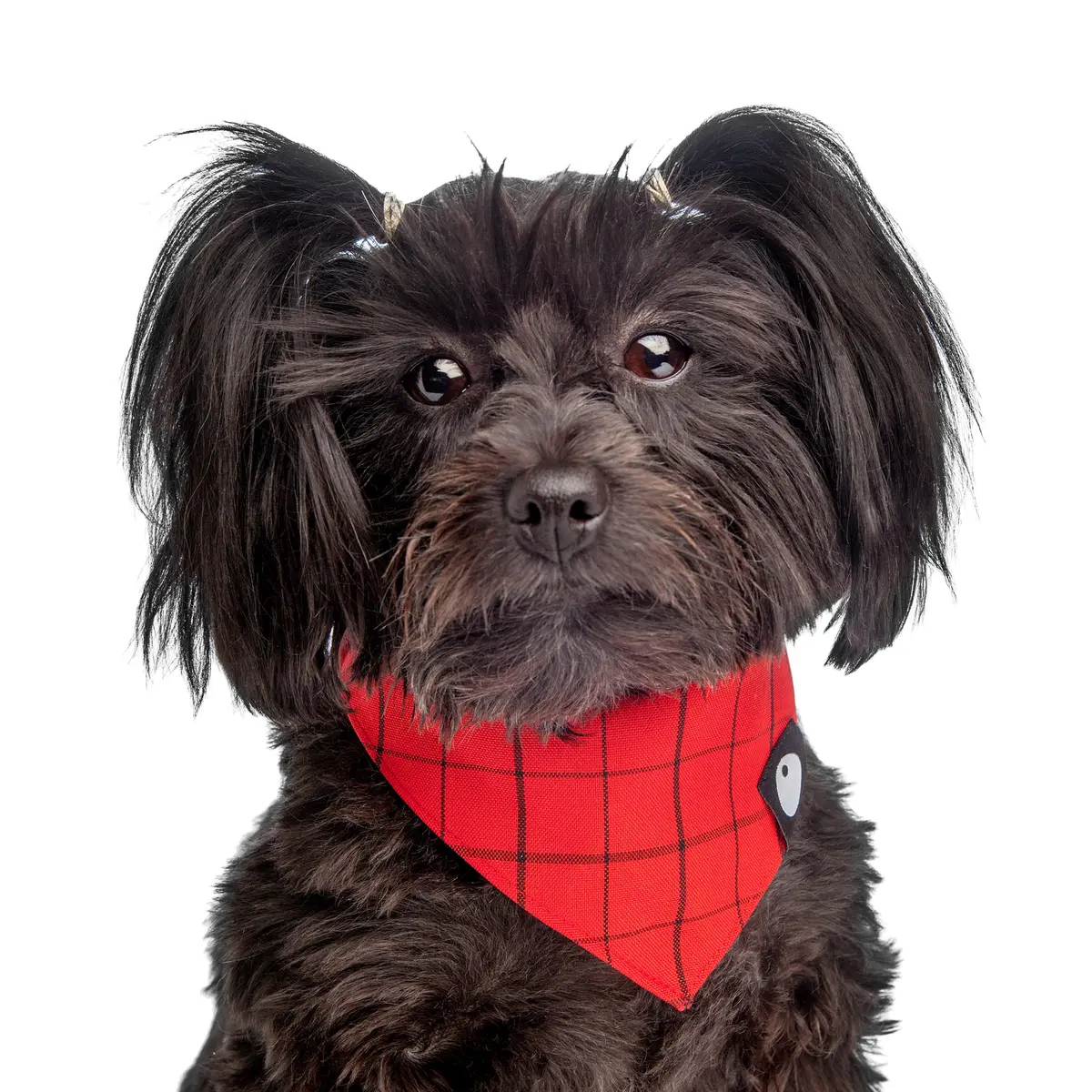 Dog & Co. | Check Bandana In Red 1