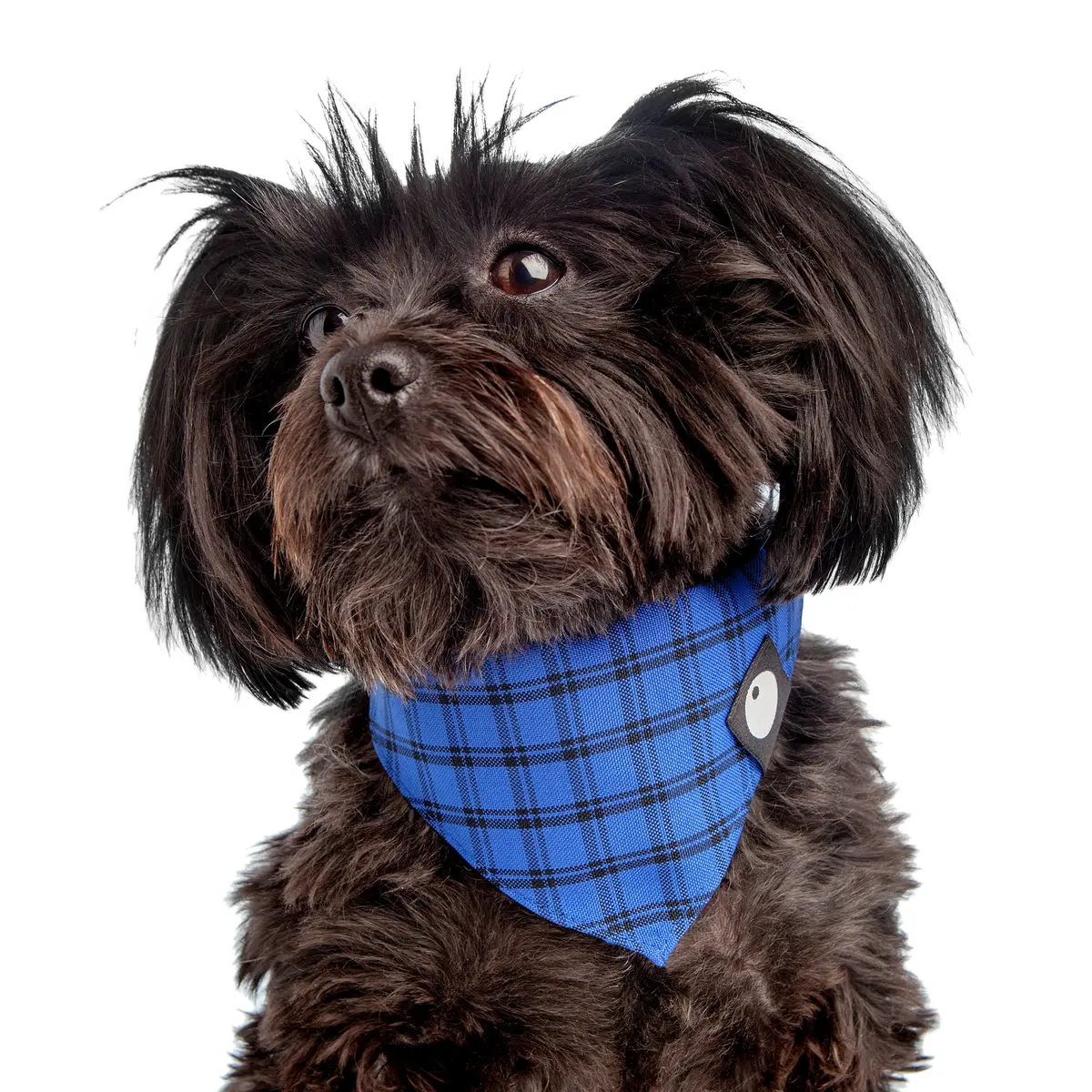 Check Bandana In Cobalt Blue (Final Sale) 1