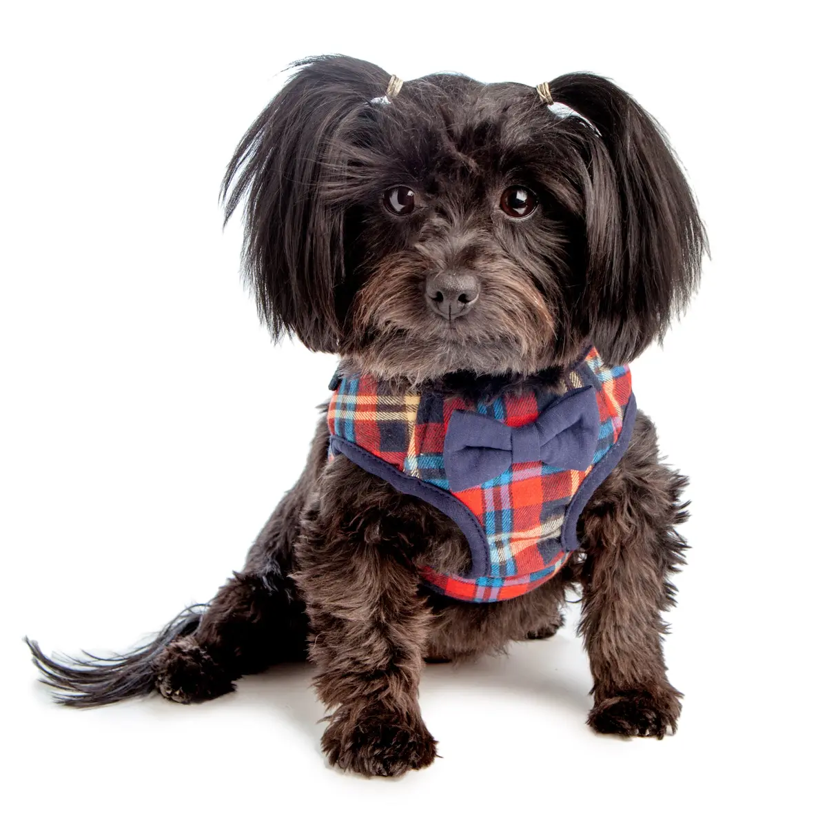 Croci | British Plaid Harness 1