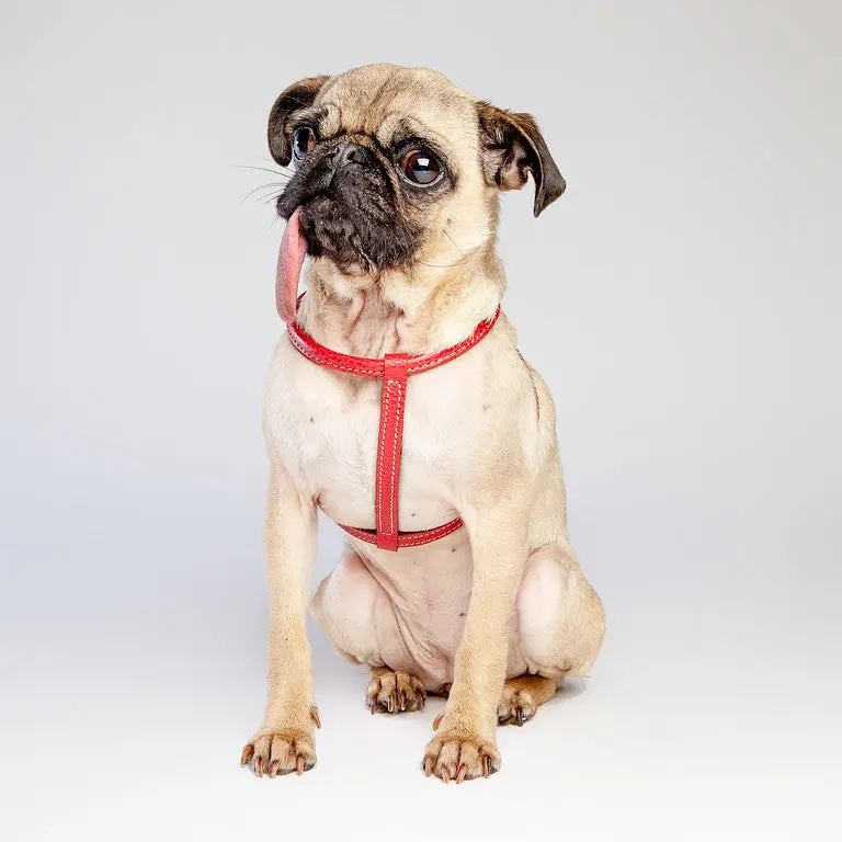 Italian Leather Harness In Red (Final Sale) 3