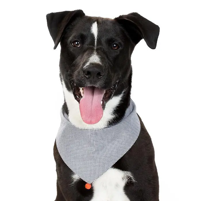 Modern Beast | Black Gingham Neckwear 1