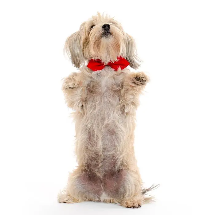 Modern Beast | Red Corduroy Bowtie 1