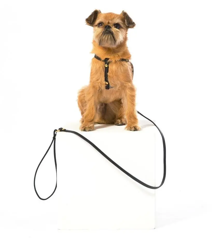 Mr. Dog | Black Leather Step-In Harness & Leash 1