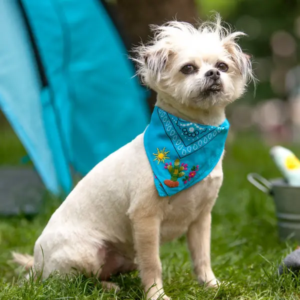 Nativa | Cactus Bandana In Teal 1