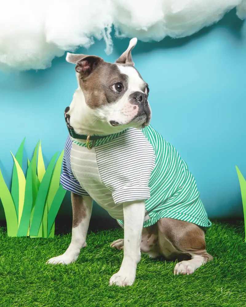 Green & White Striped Dog T-Shirt (Made In The Usa) 1